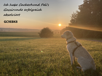 Cacherhund Feli Gassirunde