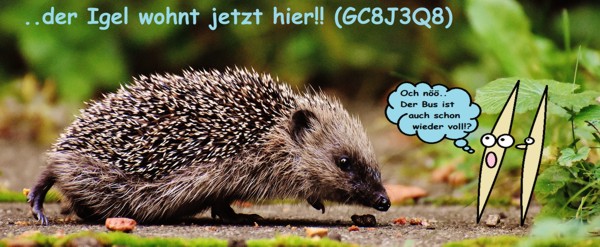 ..der Igel wohnt jetzt hier!!